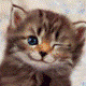 MacaJa.gif, 5 KB
